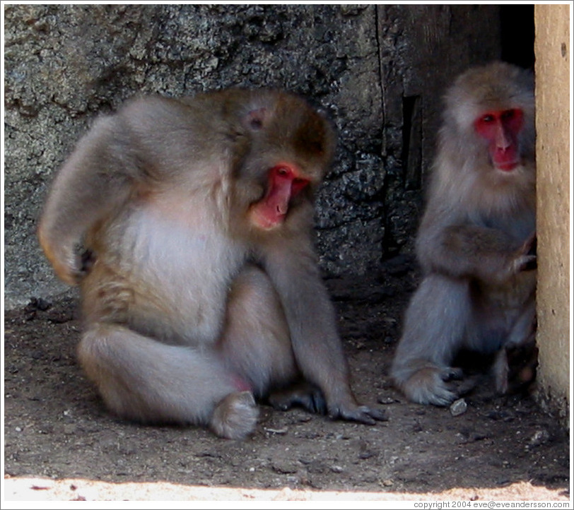 Snow monkeys in captivity.