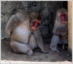 Snow monkeys in captivity.