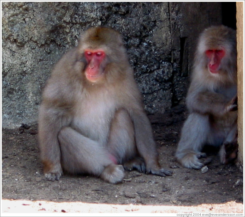 Snow monkeys in captivity.