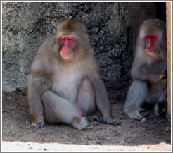 Snow monkeys in captivity.