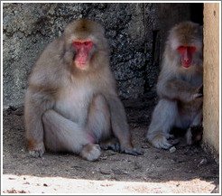 Snow monkeys in captivity.