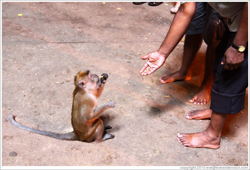 People feeding monkey, Batu Caves.