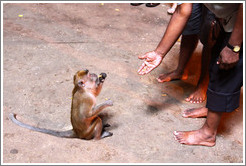 People feeding monkey, Batu Caves.