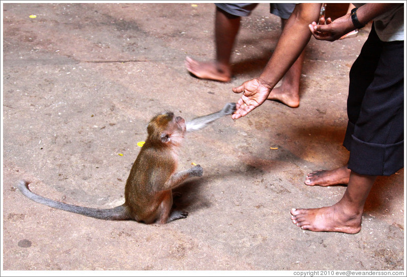 Man feeding monkey, Batu Caves.