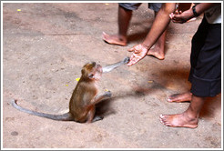 Man feeding monkey, Batu Caves.