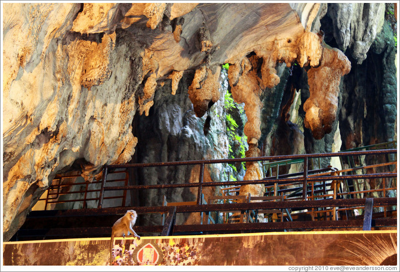 Monkey under stalactites, Batu Caves.