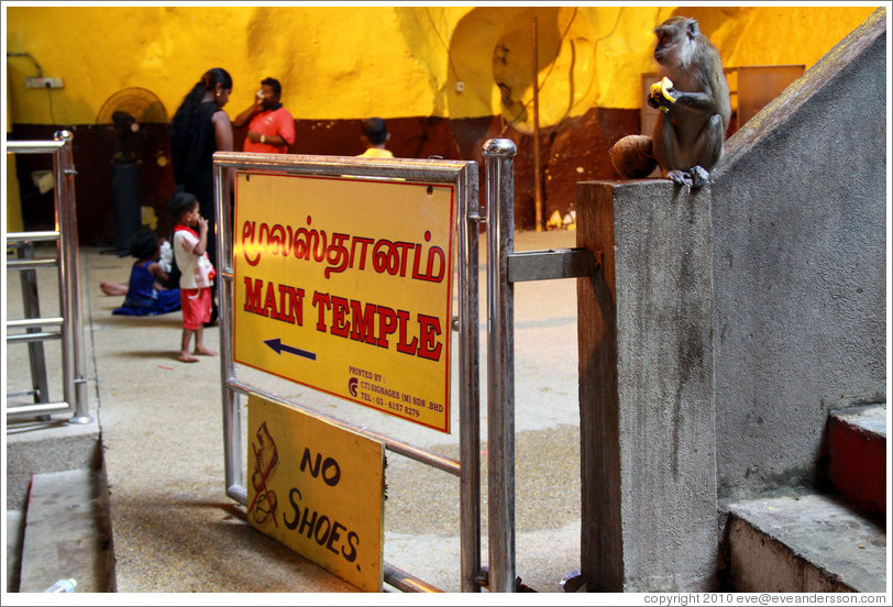 Monkey with signs reading Main Temple and No Shoes, Batu Caves.