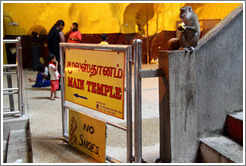 Monkey with signs reading Main Temple and No Shoes, Batu Caves.