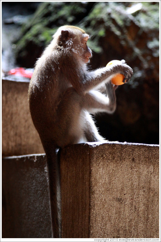 Monkey using his foot to help peel an orange, Batu Caves.