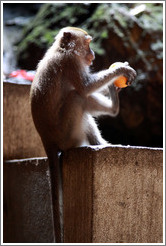 Monkey using his foot to help peel an orange, Batu Caves.