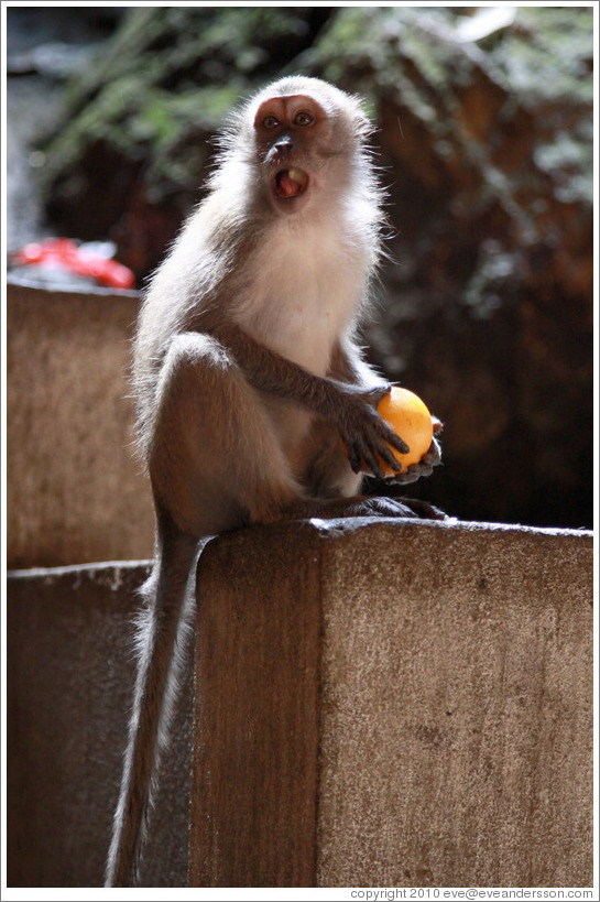 Monkey with orange, Batu Caves.