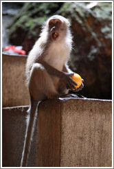 Monkey with orange, Batu Caves.