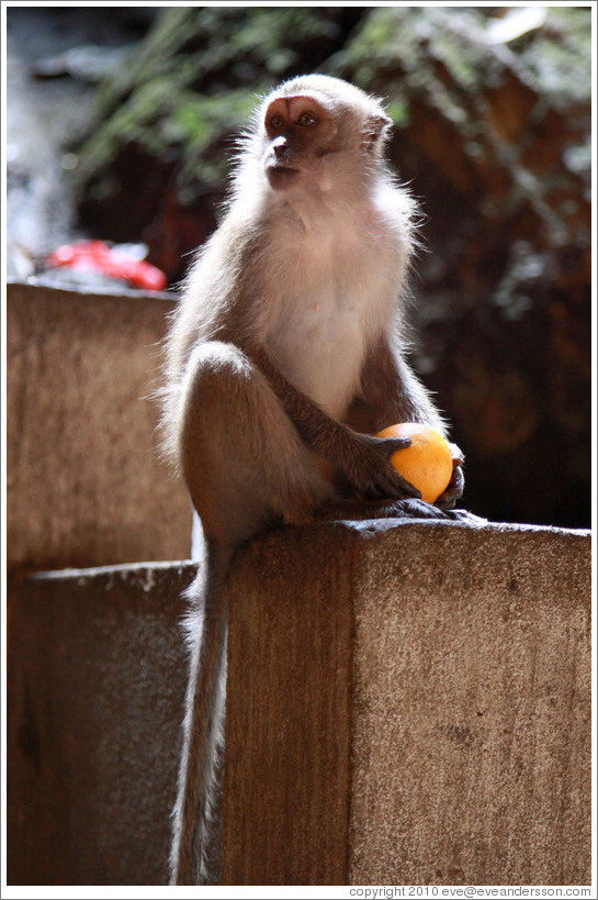 Monkey with orange, Batu Caves.