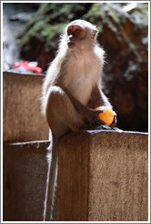 Monkey with orange, Batu Caves.