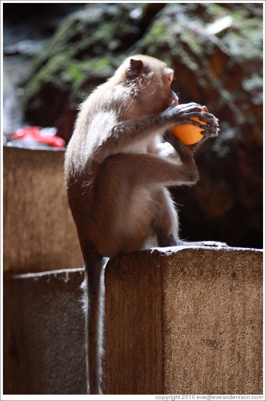 Monkey using his foot to help peel an orange, Batu Caves.