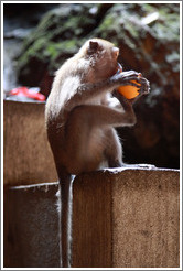 Monkey using his foot to help peel an orange, Batu Caves.