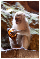 Monkey with orange, Batu Caves.