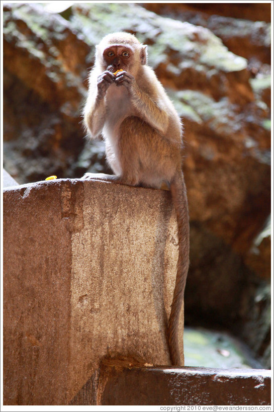 Monkey eating orange, Batu Caves.