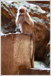 Monkey eating orange, Batu Caves.