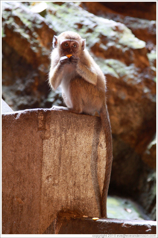 Monkey eating orange, Batu Caves.