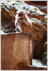 Monkey eating orange, Batu Caves.