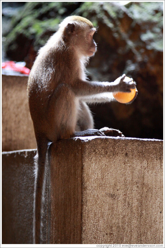 Monkey with orange, Batu Caves.