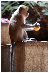 Monkey with orange, Batu Caves.