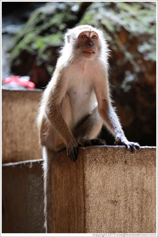 Monkey (backlit), Batu Caves.