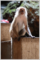 Monkey (backlit), Batu Caves.