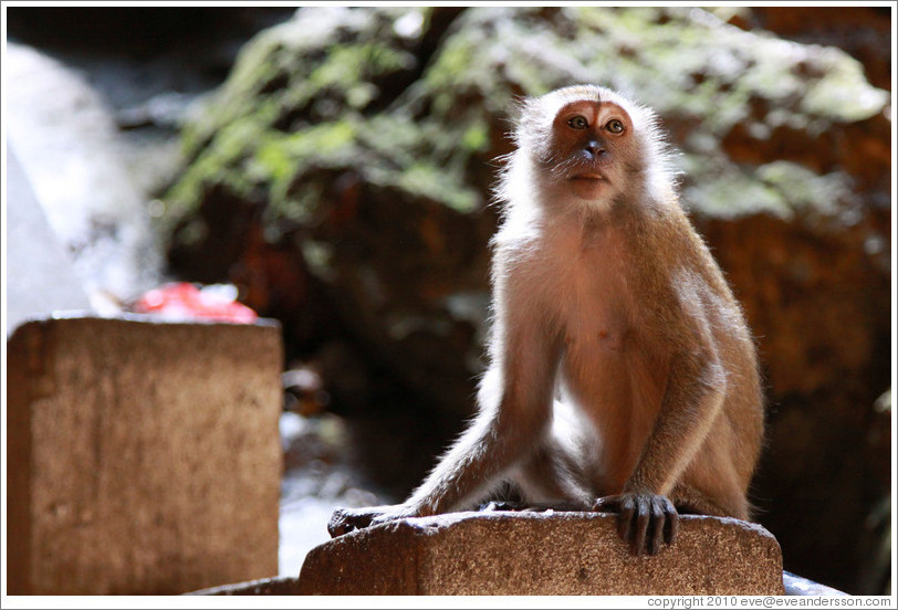 Monkey (backlit), Batu Caves.