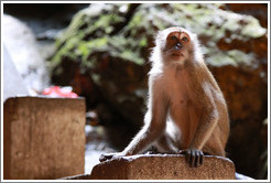 Monkey (backlit), Batu Caves.