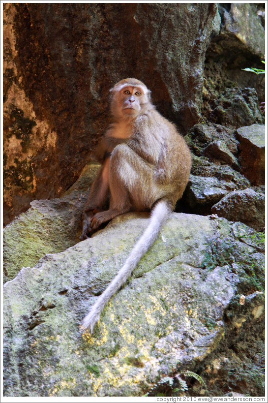 Monkey crouching, Batu Caves.