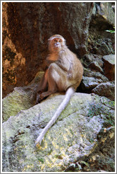 Monkey crouching, Batu Caves.