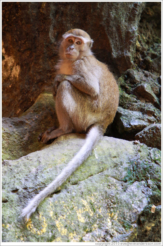 Monkey crouching, Batu Caves.