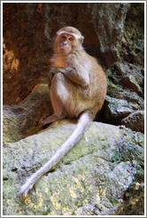 Monkey crouching, Batu Caves.