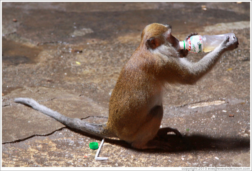 Monkey drinking from a bottle that he stole from a visitor and then unscrewed himself.  Batu Caves.