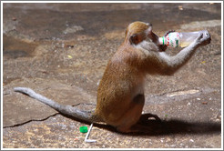 Monkey drinking from a bottle that he stole from a visitor and then unscrewed himself.  Batu Caves.