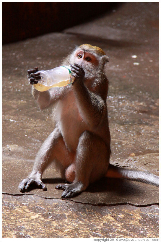 Monkey drinking from a bottle that he stole from a visitor and then unscrewed himself.  Batu Caves.