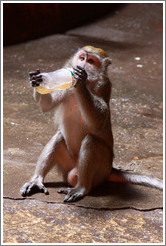 Monkey drinking from a bottle that he stole from a visitor and then unscrewed himself.  Batu Caves.