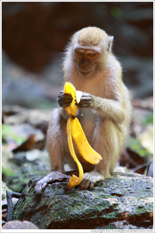 Monkey and banana, Batu Caves.