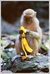 Monkey and banana, Batu Caves.