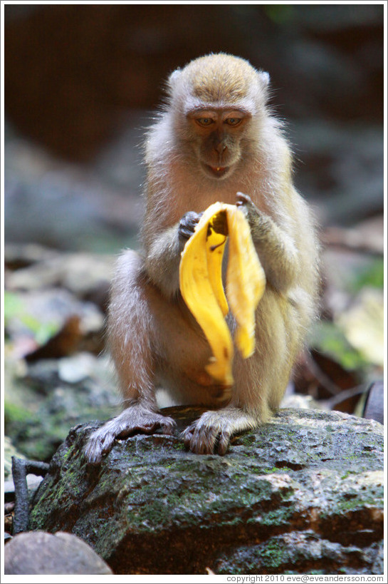 Monkey and banana, Batu Caves.