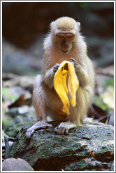 Monkey and banana, Batu Caves.