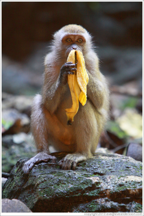 Monkey and banana, Batu Caves.