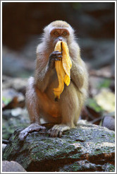 Monkey and banana, Batu Caves.