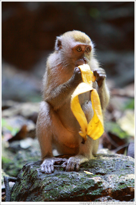 Monkey and banana, Batu Caves.