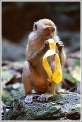 Monkey and banana, Batu Caves.