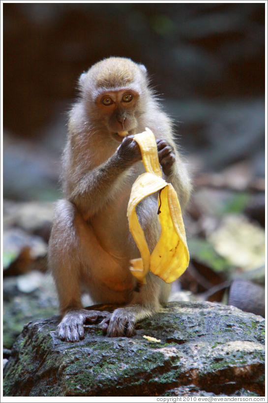 Monkey and banana, Batu Caves.