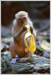 Monkey and banana, Batu Caves.