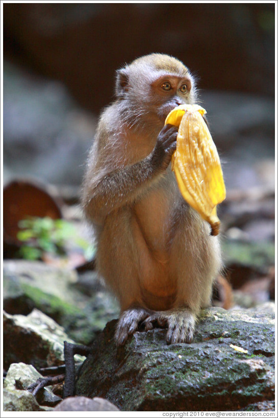 Monkey and banana, Batu Caves.